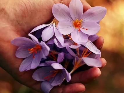 When You Know You Are Pure Awareness, You Are Liberated