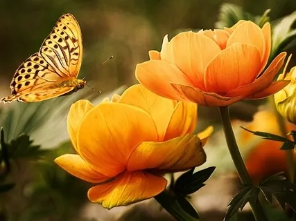 When You Look Inside, Where Does Your Attention Go?