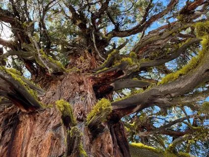 Internal Family Systems: A Circle Of Support