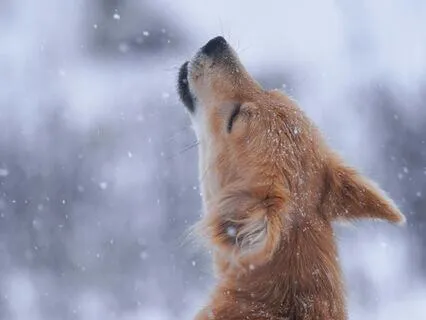 When Your Insides Get Howling And Growling