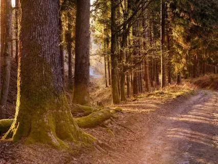 When Your Mind Won't Stop: An IFS Overthinking Meditation