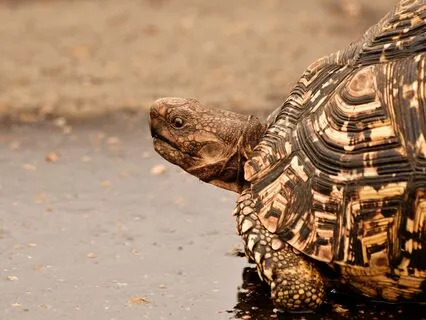 Where Are You Rushing To?