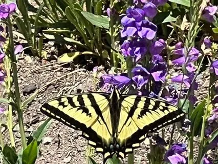 Where Can I Put It All Down? Gentle Movement Meditation.