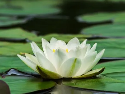 Where Clarity Lives — A Meditative Poem For Inner Stillness