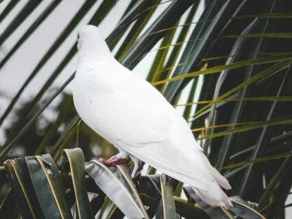 Where Compassion Flows – Sabbe Sattā Sukhī Hontu