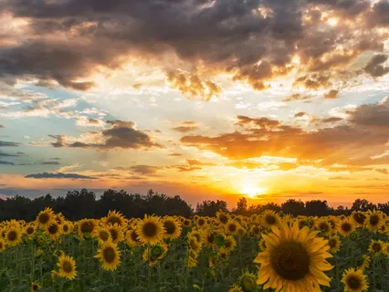 Where Did My Heart's Desire Come From