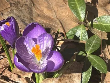 Where Do You Want To Bloom?