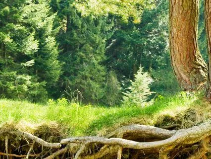 Where My Roots Remember