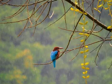 Where The Forest Breathes - Birdsong In The Rain