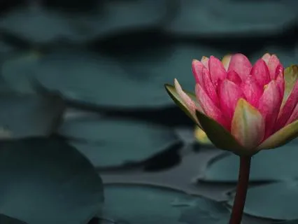 Where The Lotus Grows: Finding Hope In Life's Muddy Waters