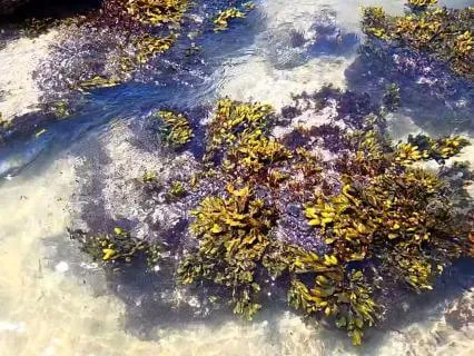 Where The Seaweed Dances | Crystal Sound Bath Meditation