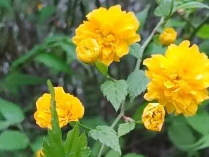 Where The Strings Learn To Breathe