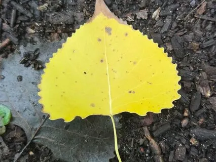 Where The True Self Waits