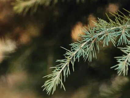 While Shepherds Watched Their Flocks