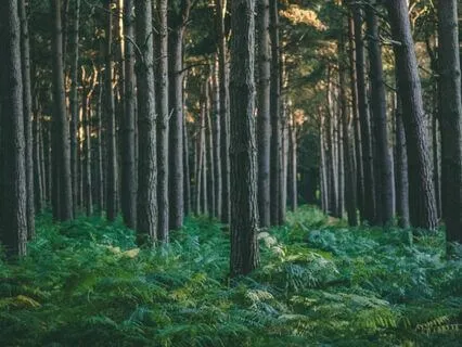 While The Trees Sleep