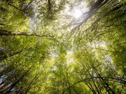 Whisking Winds & Creaking Trees