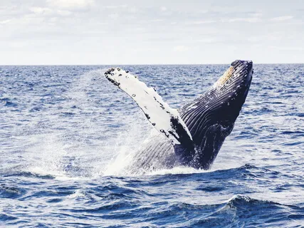 Whisper Of The Whale