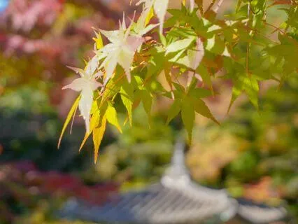 Whispers (Piano Whispers #1)