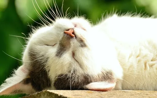 Whispered Mindful Meditation (ASMR)