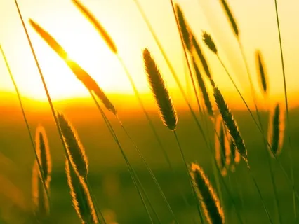 Whispering Meadow Bedtime Relaxation