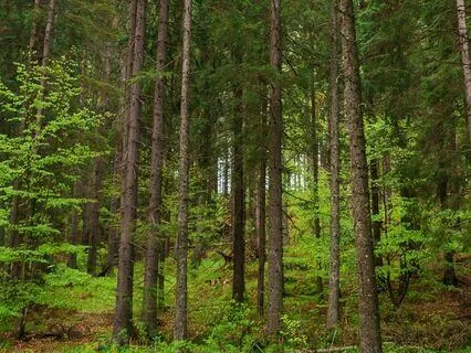 Whispering Pine's Embrace