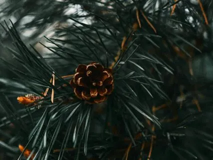 Whispering Pines Forest Bathing Soundscape