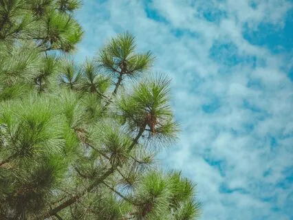 Whispering Pines: Serene Forest Escape