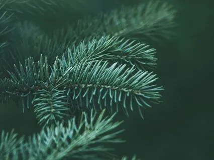 Whispering Pines Soundscape For Forest Bathing