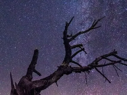 Whispering Winds Chillstep