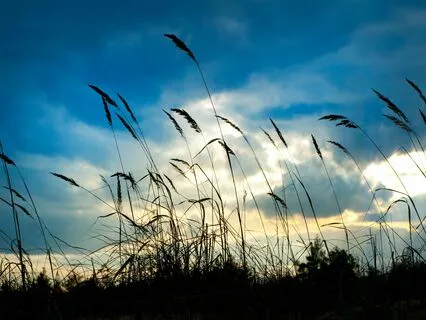 Whispering Winds - Peace