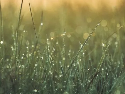 Whispers Fade To Dreams