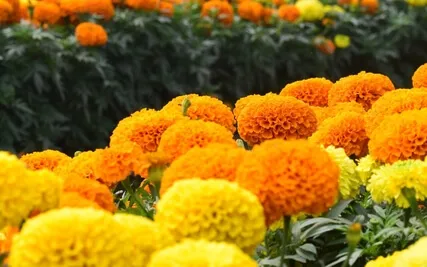 Whispers In The Meadow