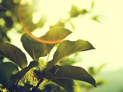 Whispers In The Wind