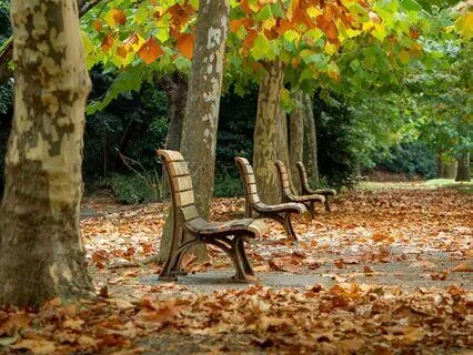 Whispers Of Fallen Leaves