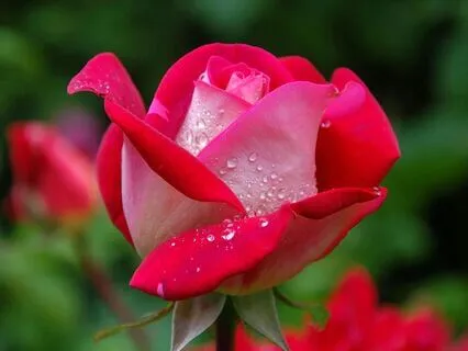 Whispers Of Hecate: Embrace The Witch Within