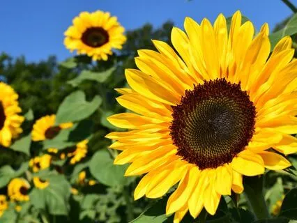 Whispers Of Inner Peace With 528 Hz