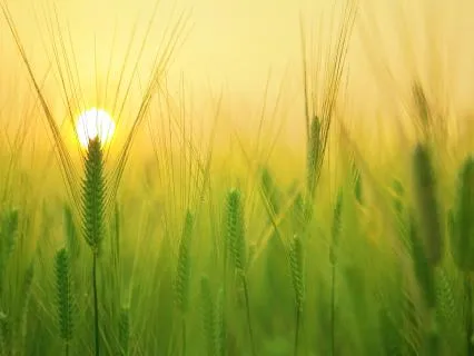Whispers Of Morning Dew | Peaceful Nature Ambience