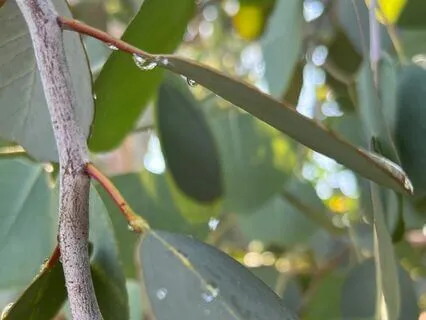 Whispers Of Raindrops