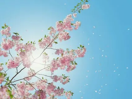 Whispers Of Spring – Gentle Piano