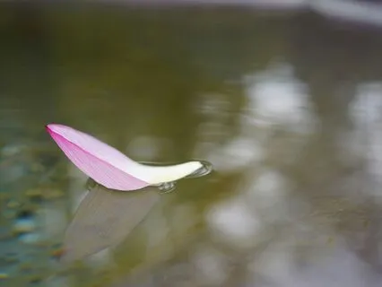 Whispers Of Stillness