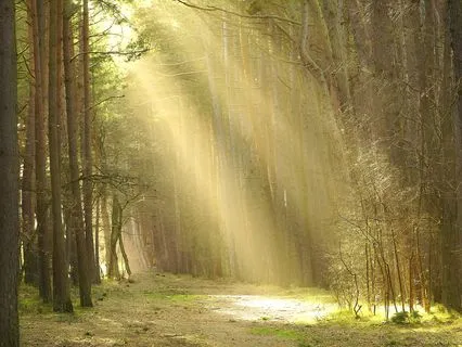 Whispers Of Stillness