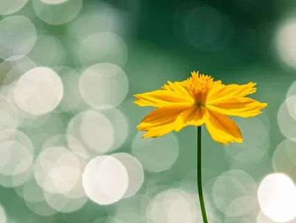 Whispers of Strings — gentle guitar for deep relaxation