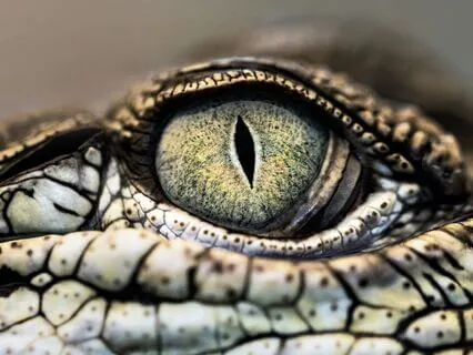 Alligator - Mystical Drum Beats