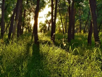 Whispers Of The Canopy