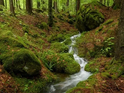 Whispers Of The Forest: Bubbling River Sounds