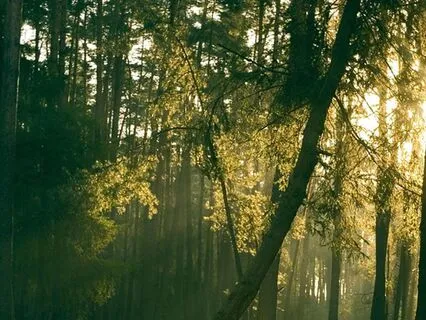 Whispers Of The Forest: Echoes Of Stillness