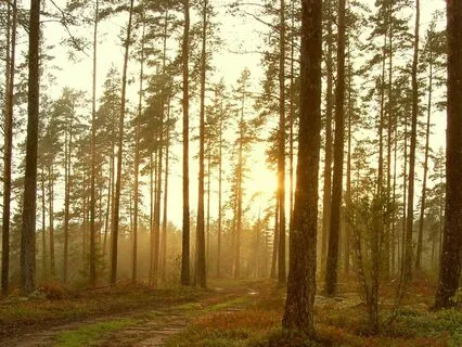 Whispers Of The Forest