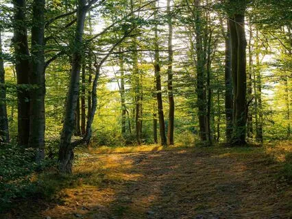 Whispers Of The Forest