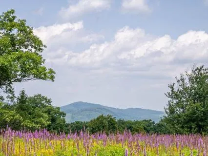 Whispers Of The Meadow