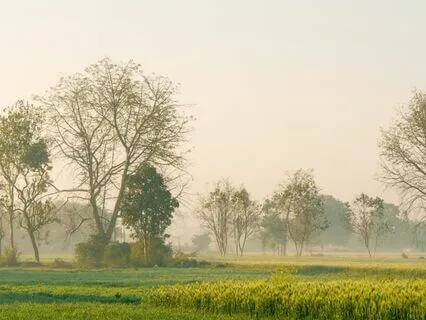 Whispers Of The Mist